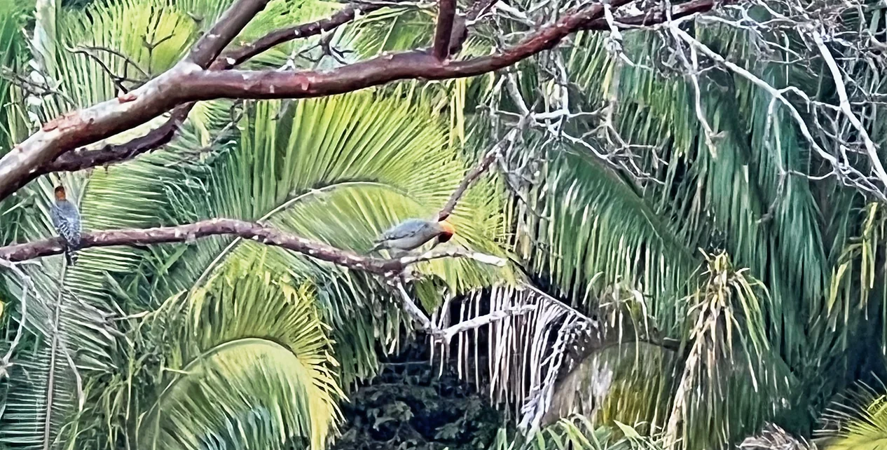 Retiro de observación de aves, yoga y bienestar
