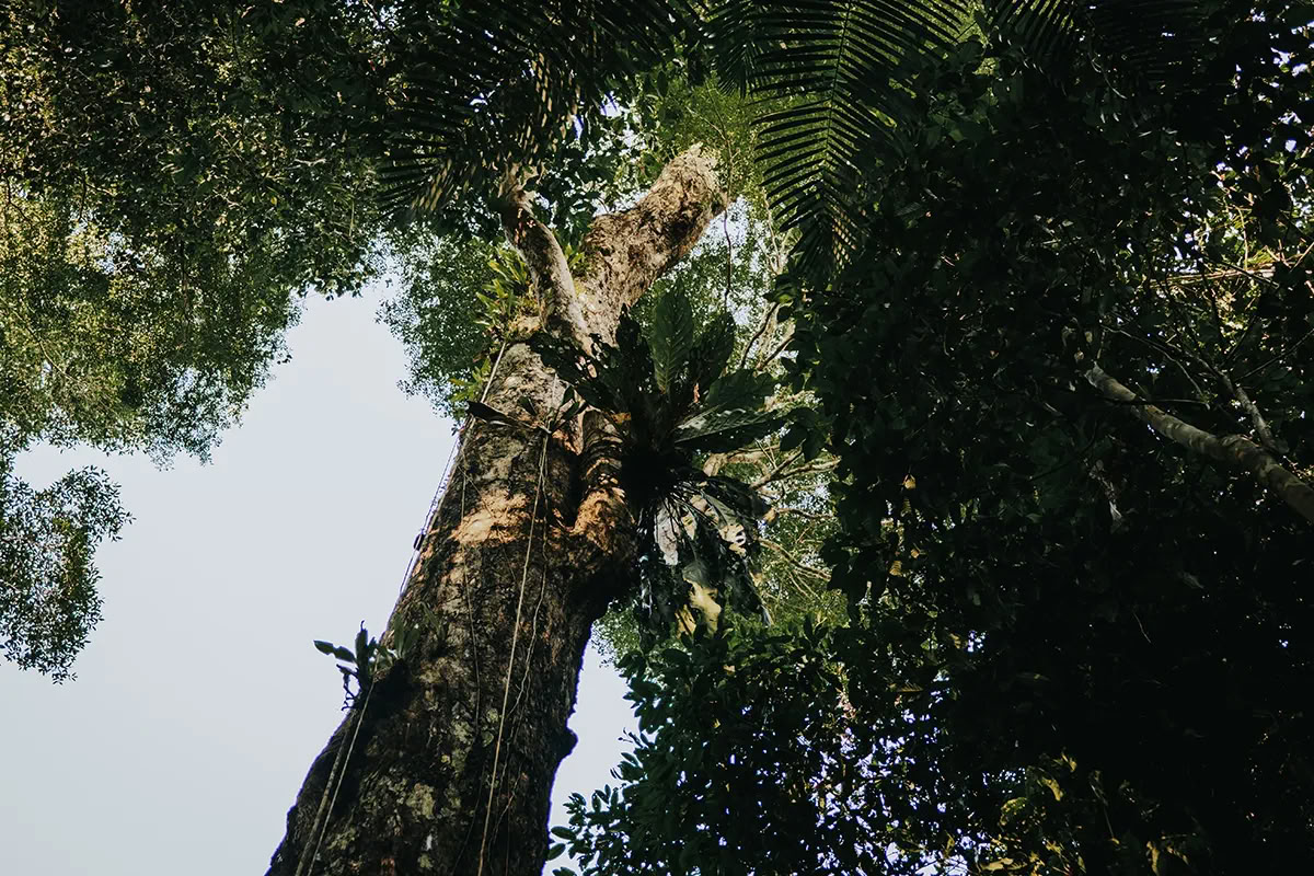 11 días Retiro de Ayahuasca en Perú – 18 - 28 de septiembre de 2026 | Shipibo Healing & Integration