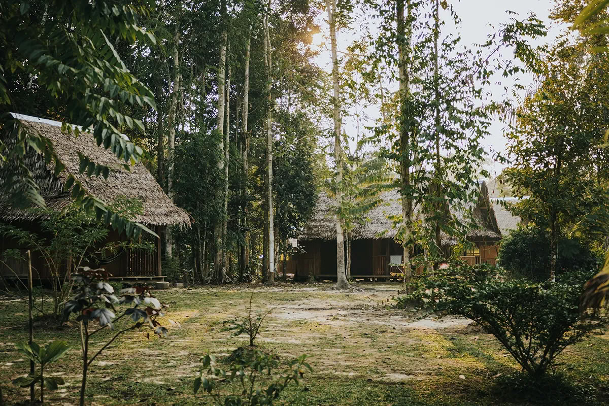 11 Días Retiro de Sanación Kambo en Perú – Desintoxicación Profunda y Renovación Energética