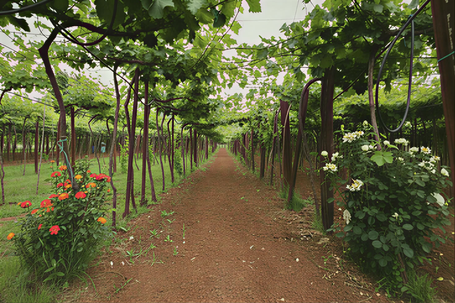 Tour de vino mixto tradicional y moderno