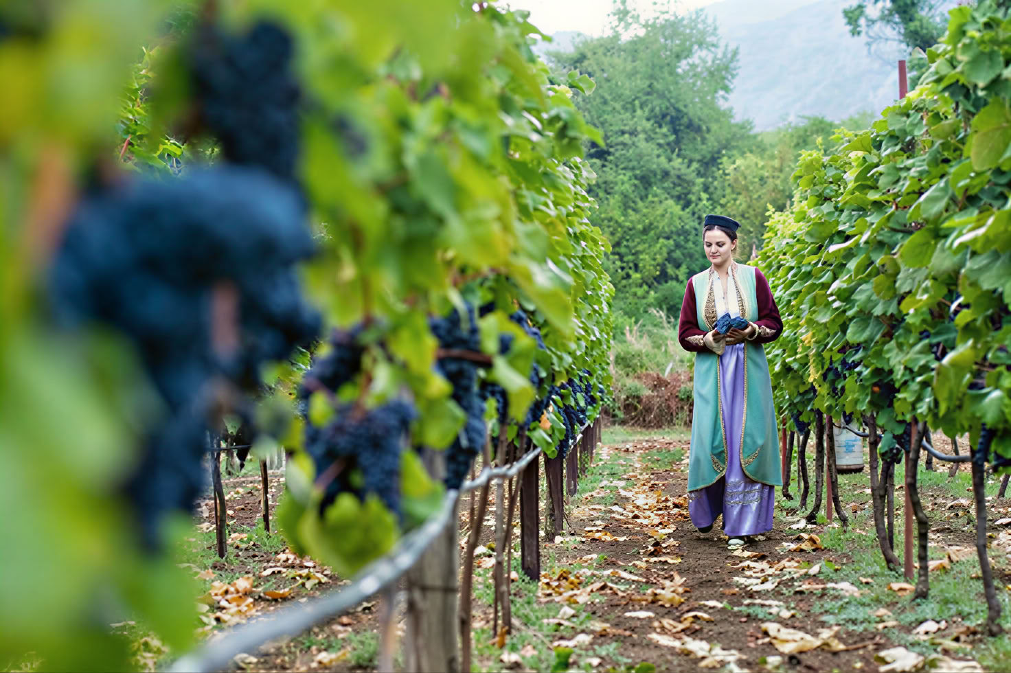 Tour de la Ruta del Vino Crmnica