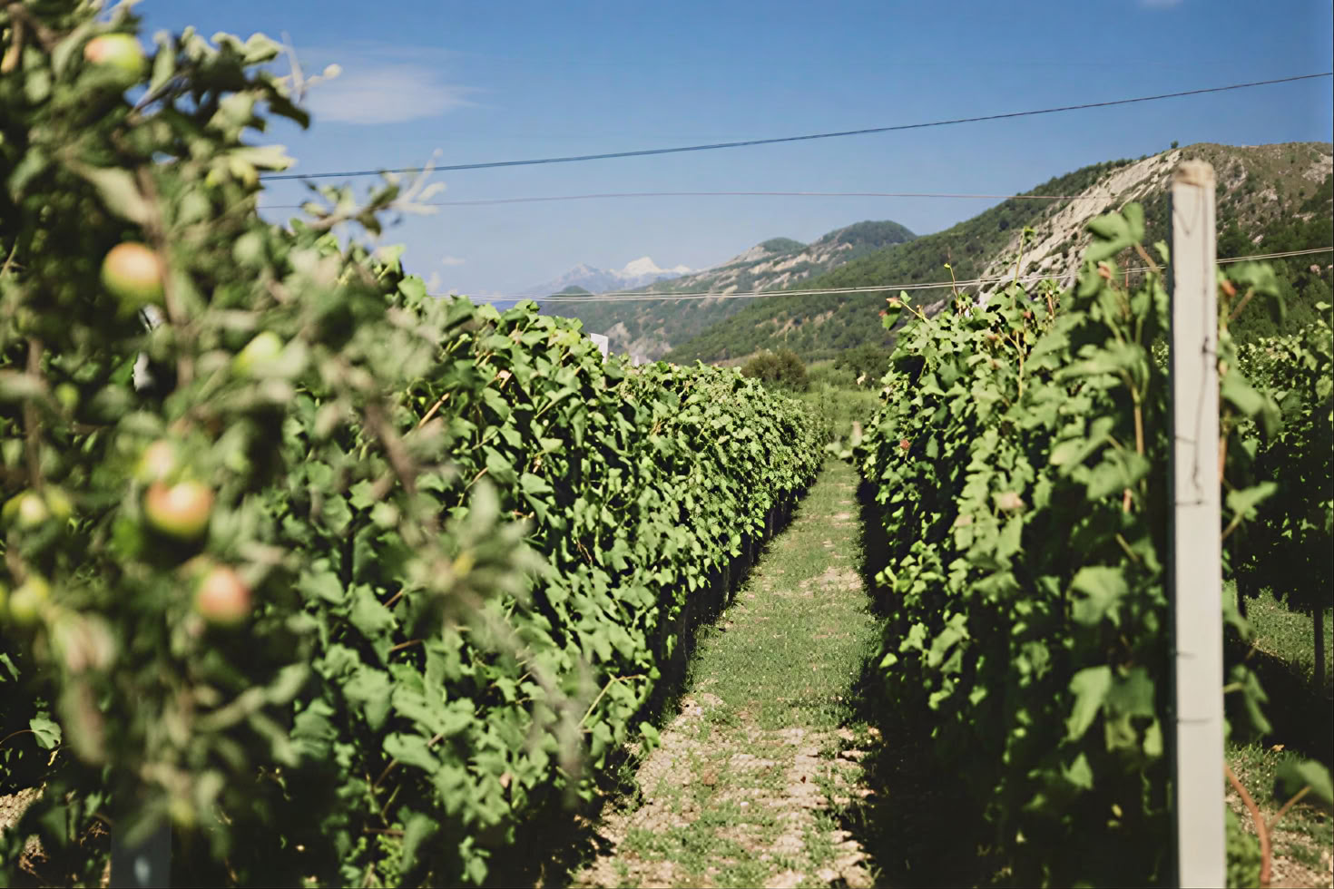 Tour de la Ruta del Vino de Montenegro