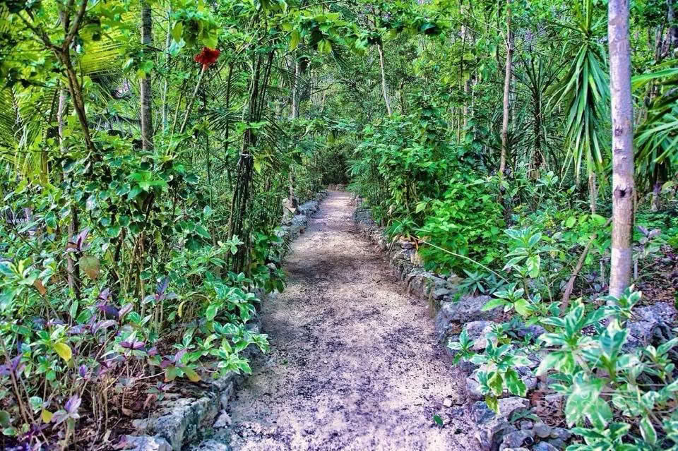 Retiro de Ayahuasca, México