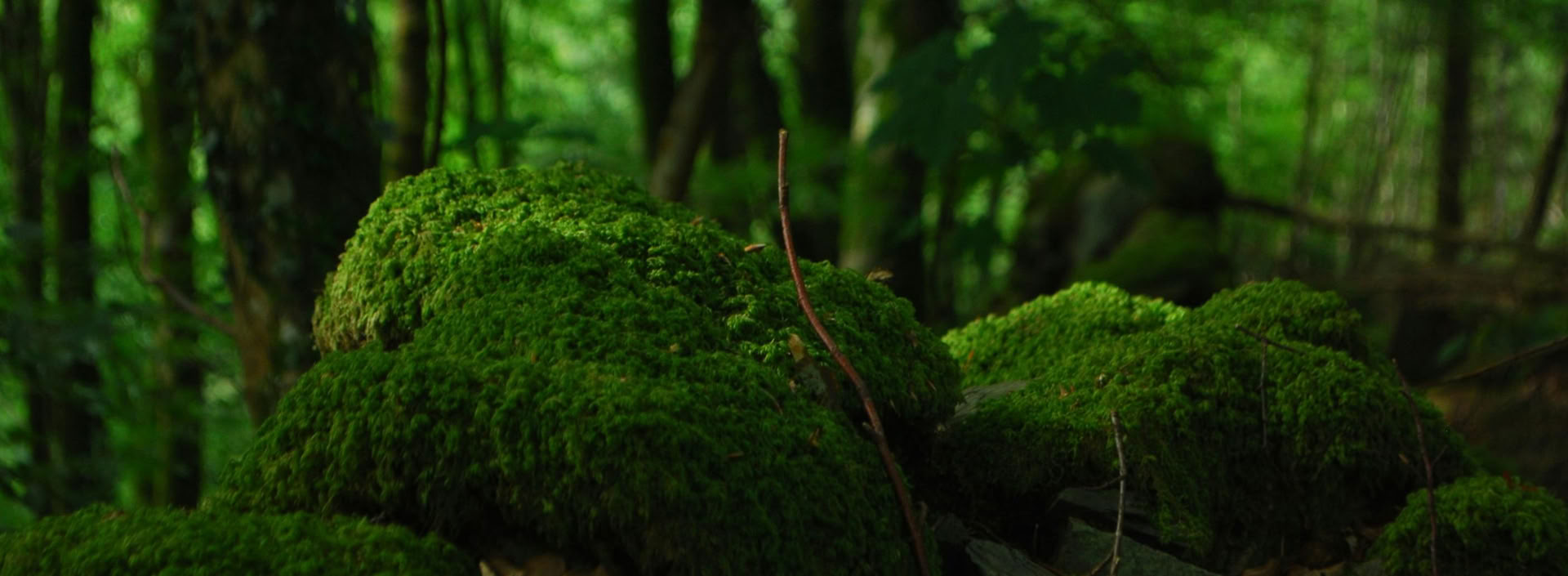 Curso de Experto en Gestión Forestal FSC