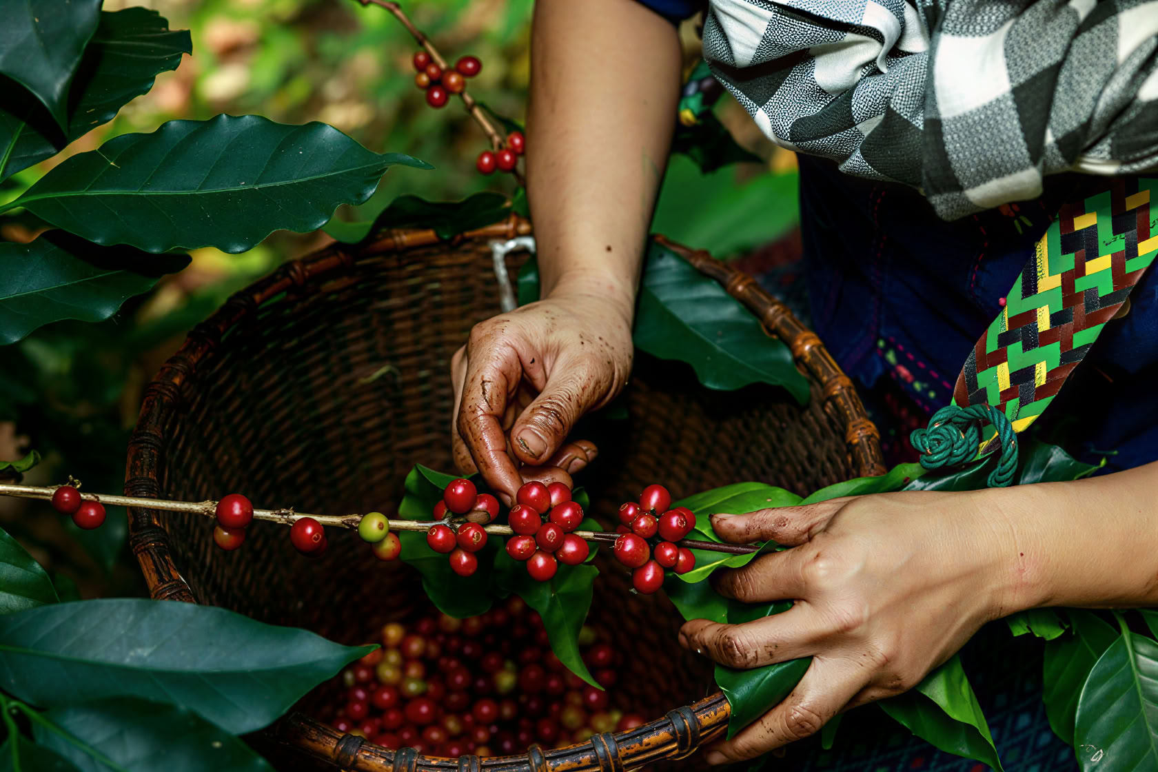 Construyendo cadenas de suministro libres de deforestación y conversión bajo el EUDR