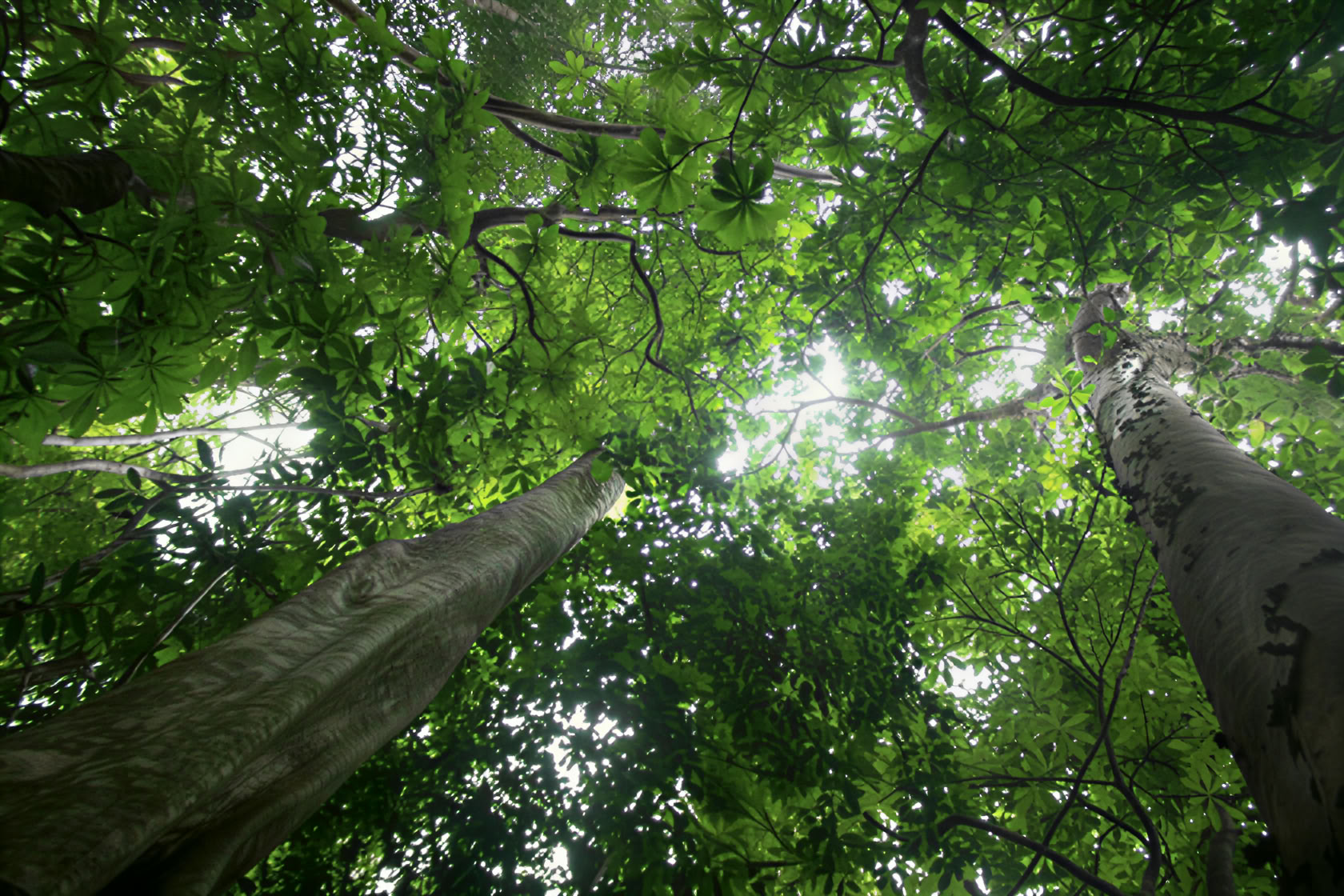 Construyendo cadenas de suministro libres de deforestación y conversión bajo el EUDR