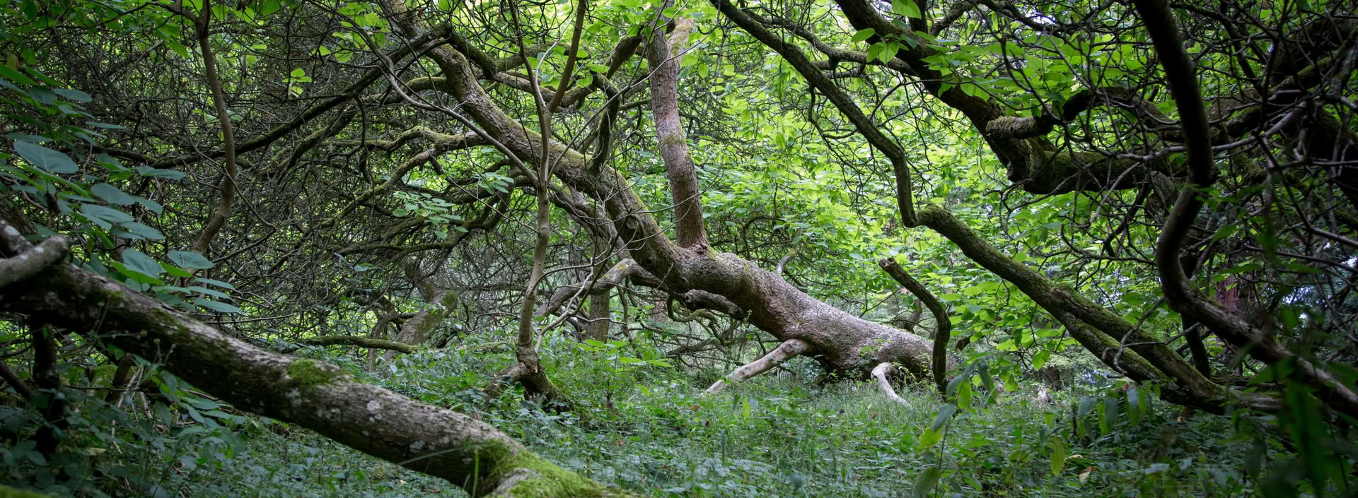 Curso de formación sobre soluciones basadas en la naturaleza: restauración de ecosistemas y proyectos de carbono