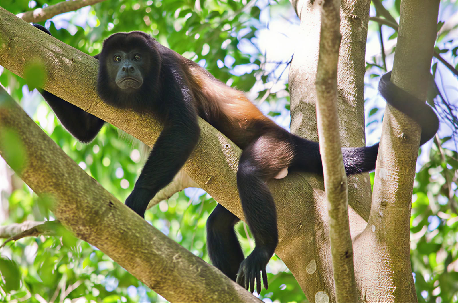 Excursión de un día a Manuel Antonio (Una excursión de un día a San José)