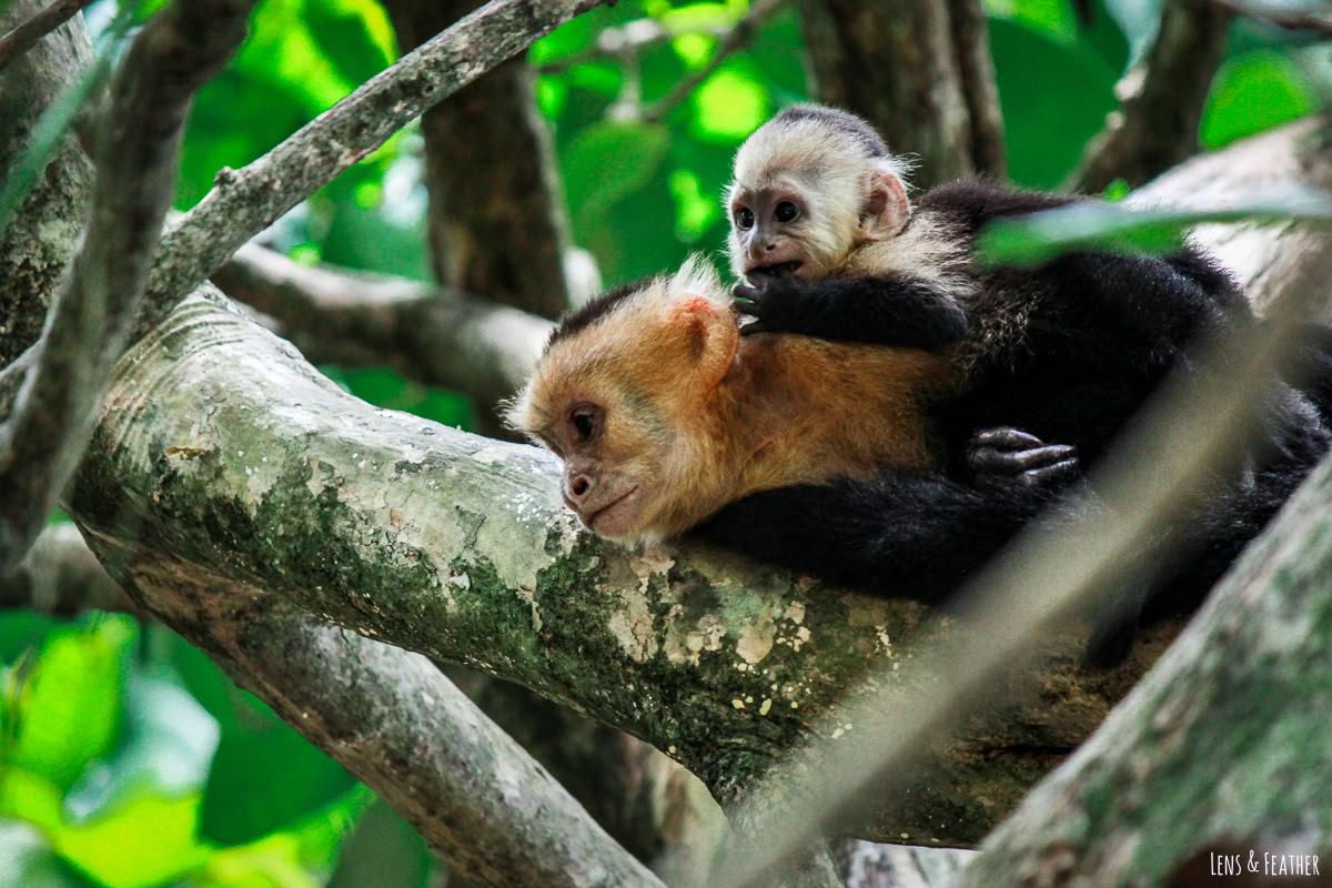 Excursión de un día a Manuel Antonio (Una excursión de un día a San José)