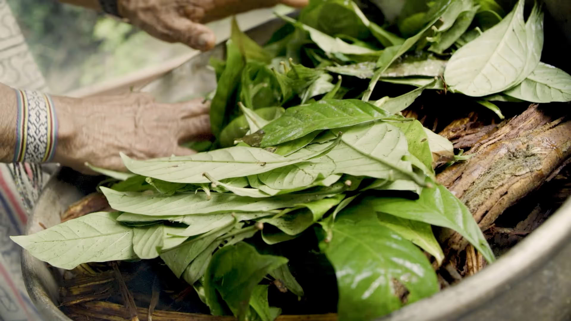 14 días de retiro de ayahuasca