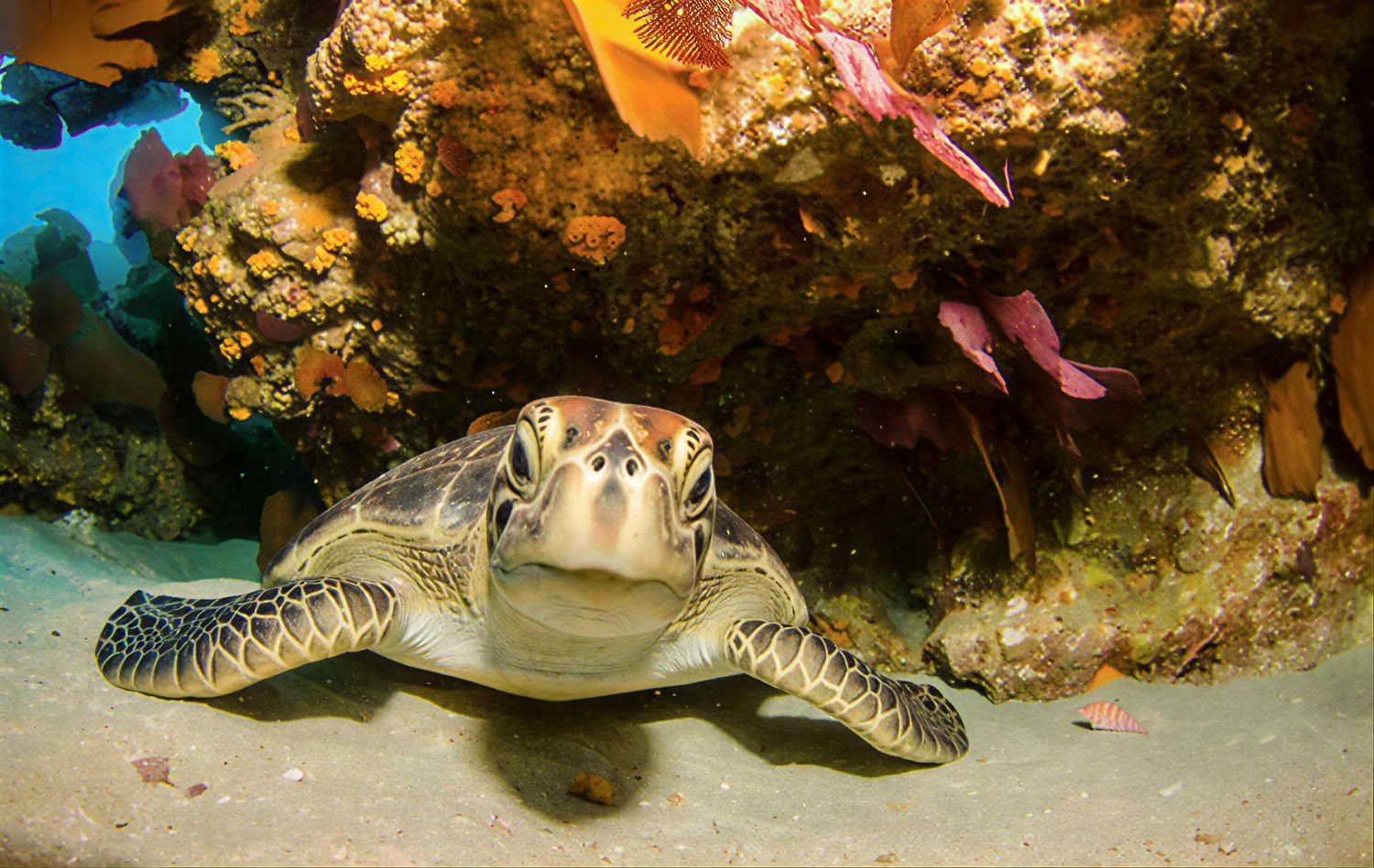 Especialidad de buceo nocturno y con visibilidad limitada