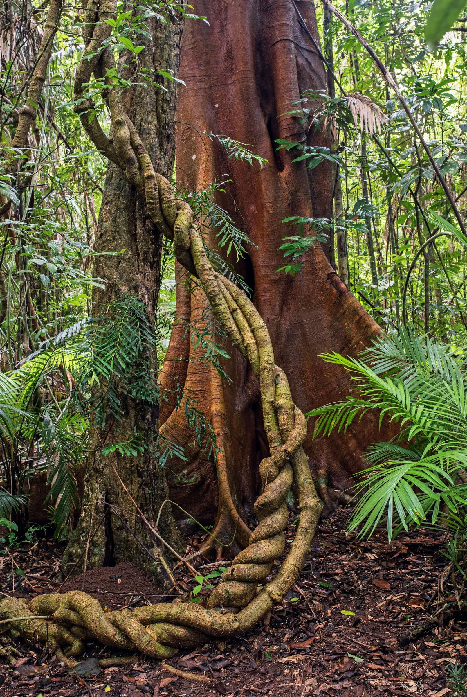 Retiro de Ayahuasca para no principiantes