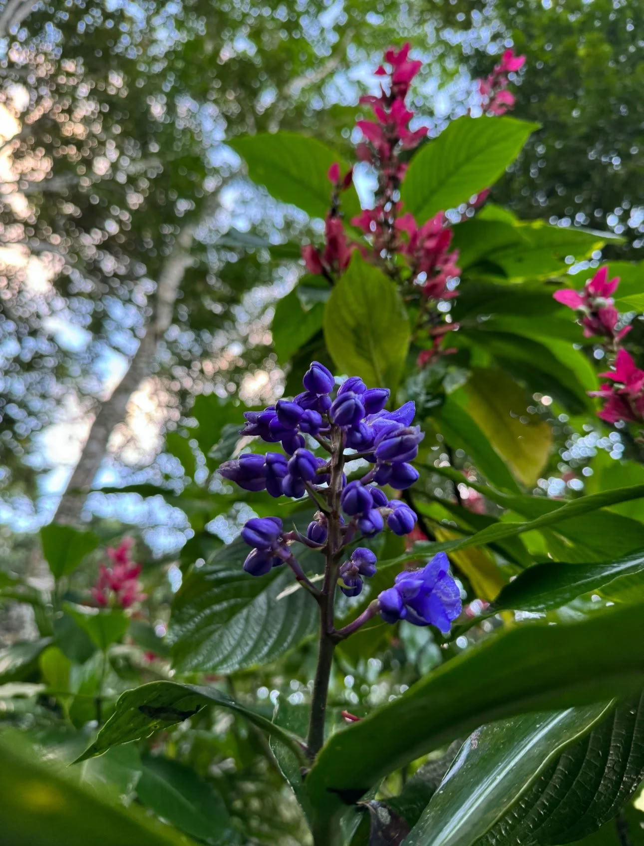 Retiro de Dieta de Ayahuasca de Plant