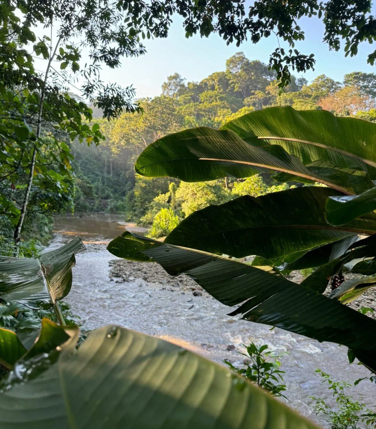 Retiro de Dieta de Ayahuasca de Plant