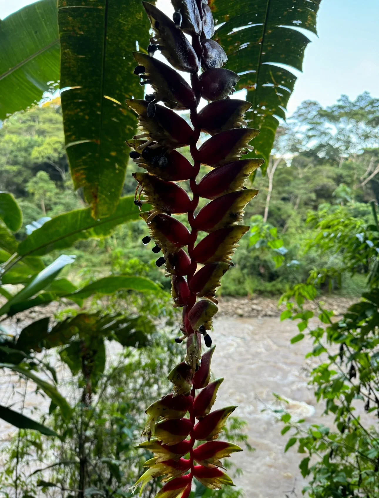 Retiro de Dieta de Ayahuasca de Plant