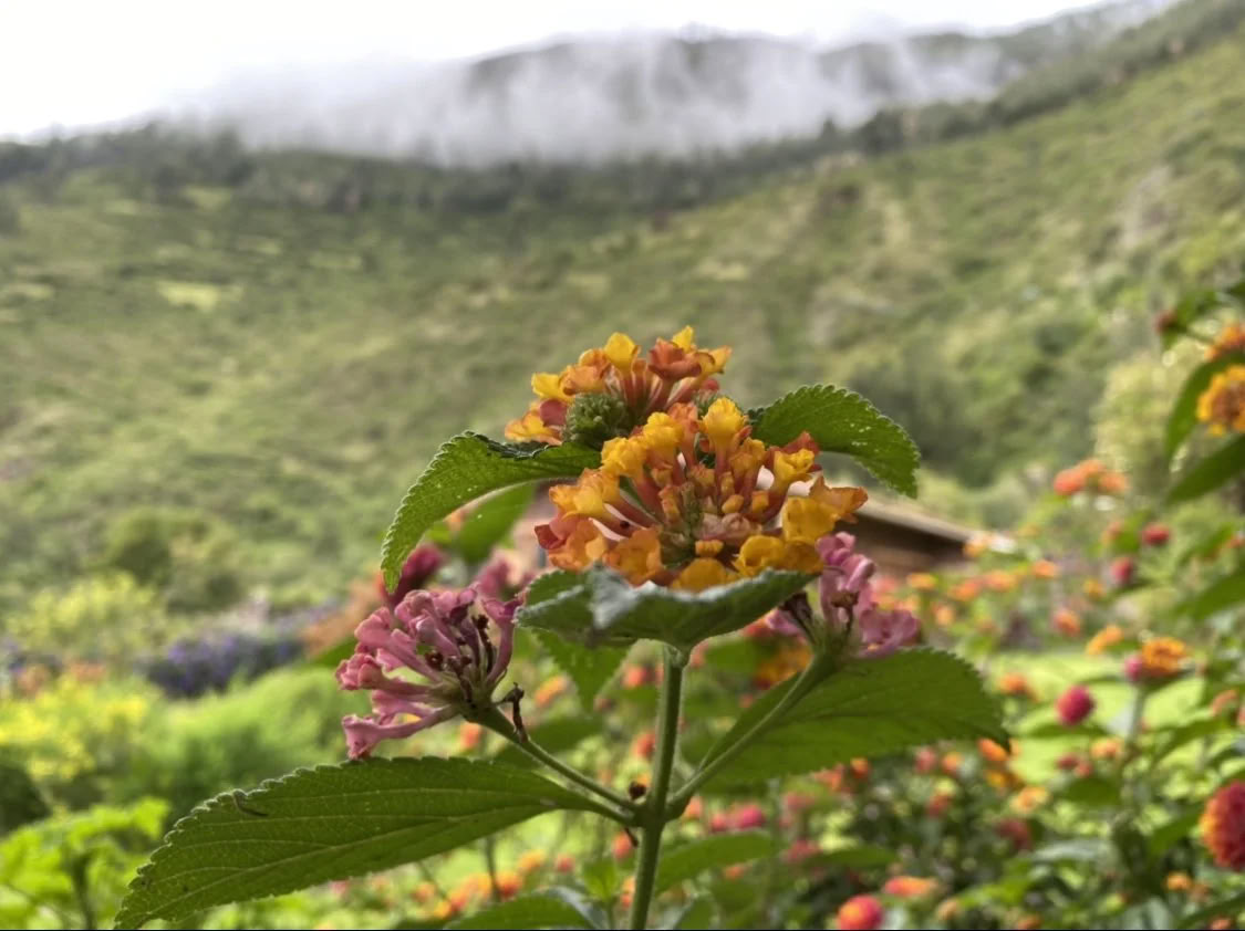 Retiro de Ayahuasca con beca