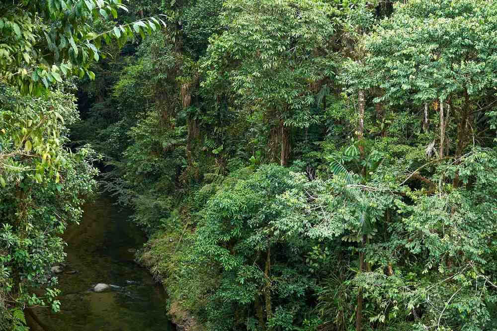 Retiro de Iniciación a la Ayahuasca: 7 y 14 días – 10-31 de enero de 2027