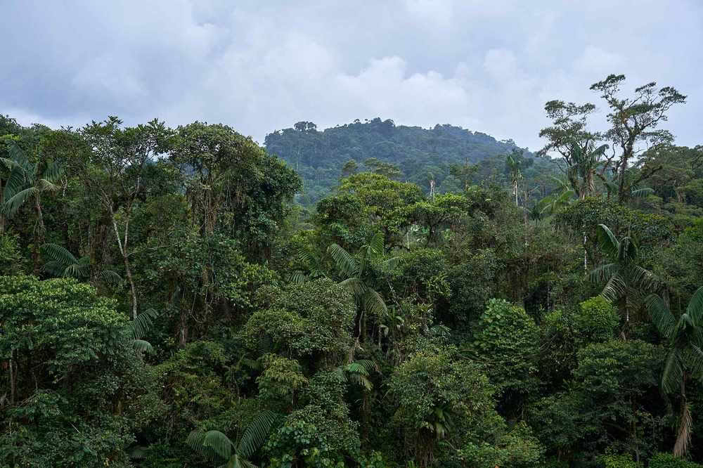 Retiro de Iniciación a la Ayahuasca: 7 y 14 días – 10-31 de enero de 2027