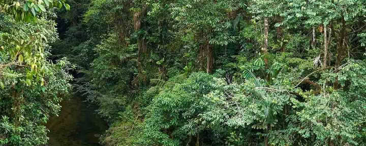 Retiro de Iniciación a la Ayahuasca: 7 y 14 días – 10-31 de enero de 2027