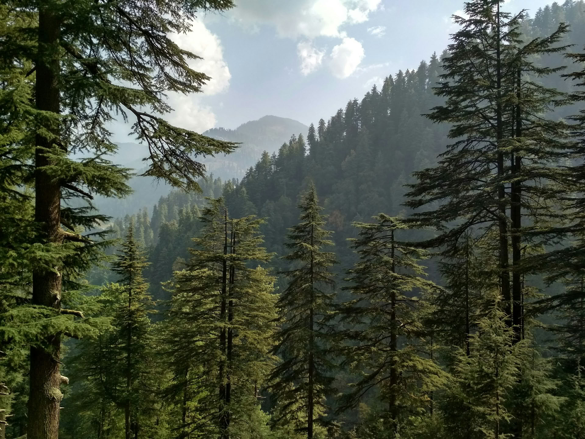 Forest Trails to Hidden Hamlets: Sojha, Tirthan & Sonaugi Retiro Himalayo