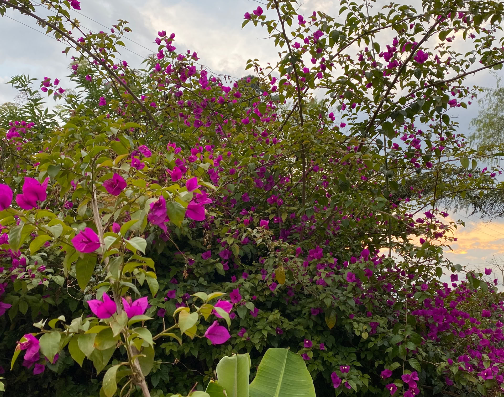 Retiro Sagrado de Ayahuasca en Santa Marta, Colombia