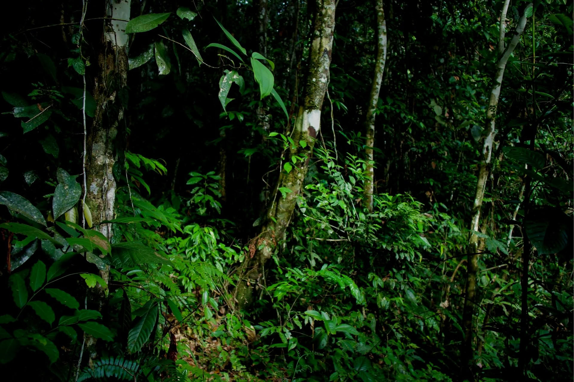 Experiencia Privada en la Jungla