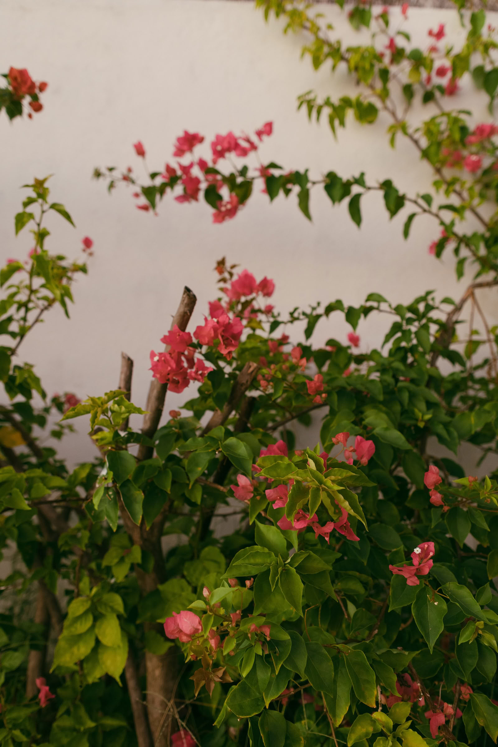 Wild Nicaragua Yoga Retreat