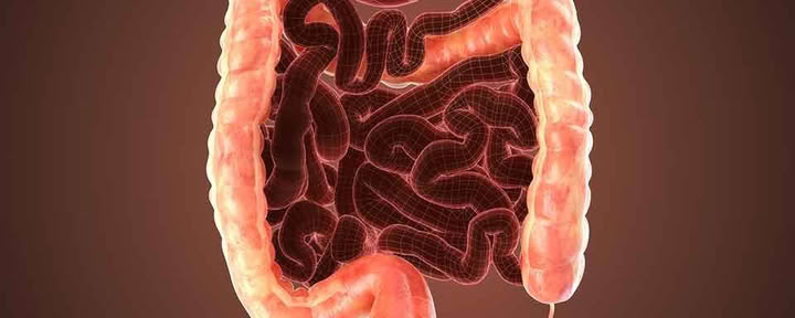 7 días de limpieza de colon e hígado – 4 al 13 de sep de 2026