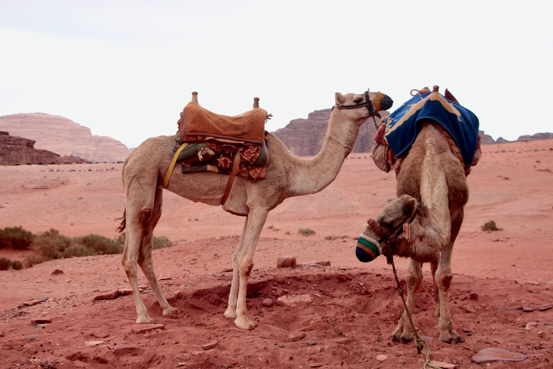 Trekking en camello en Wadi Rum