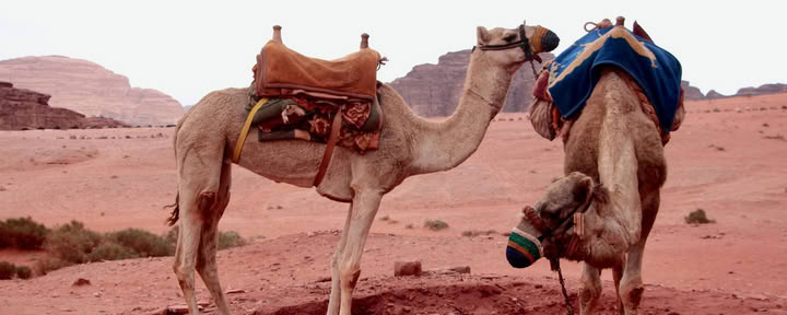 Trekking en camello en Wadi Rum