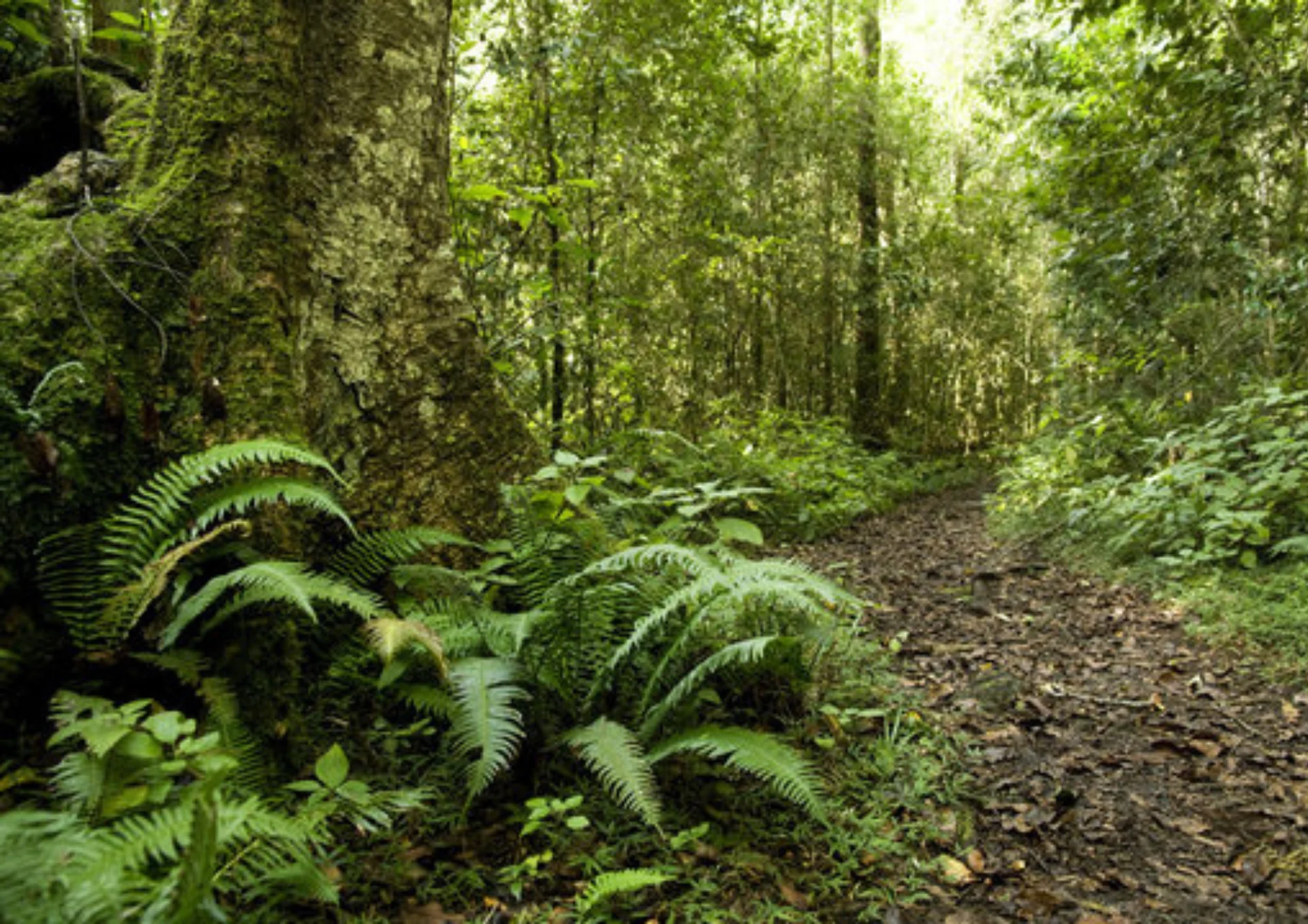 La juerga del bosque