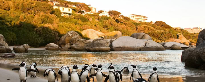 Safari de SUP en Ciudad del Cabo