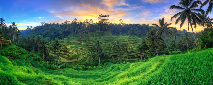 Retiro de Yoga Inolvidable de 7 Días en Firefly Retreat Bali