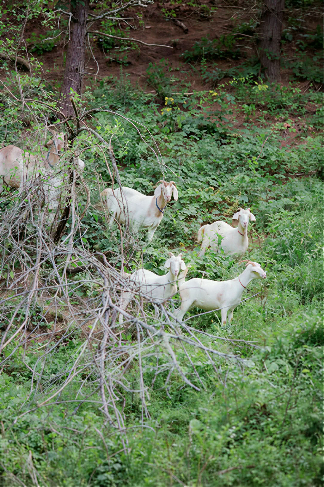 Summer Camp: Aventura en la montaña