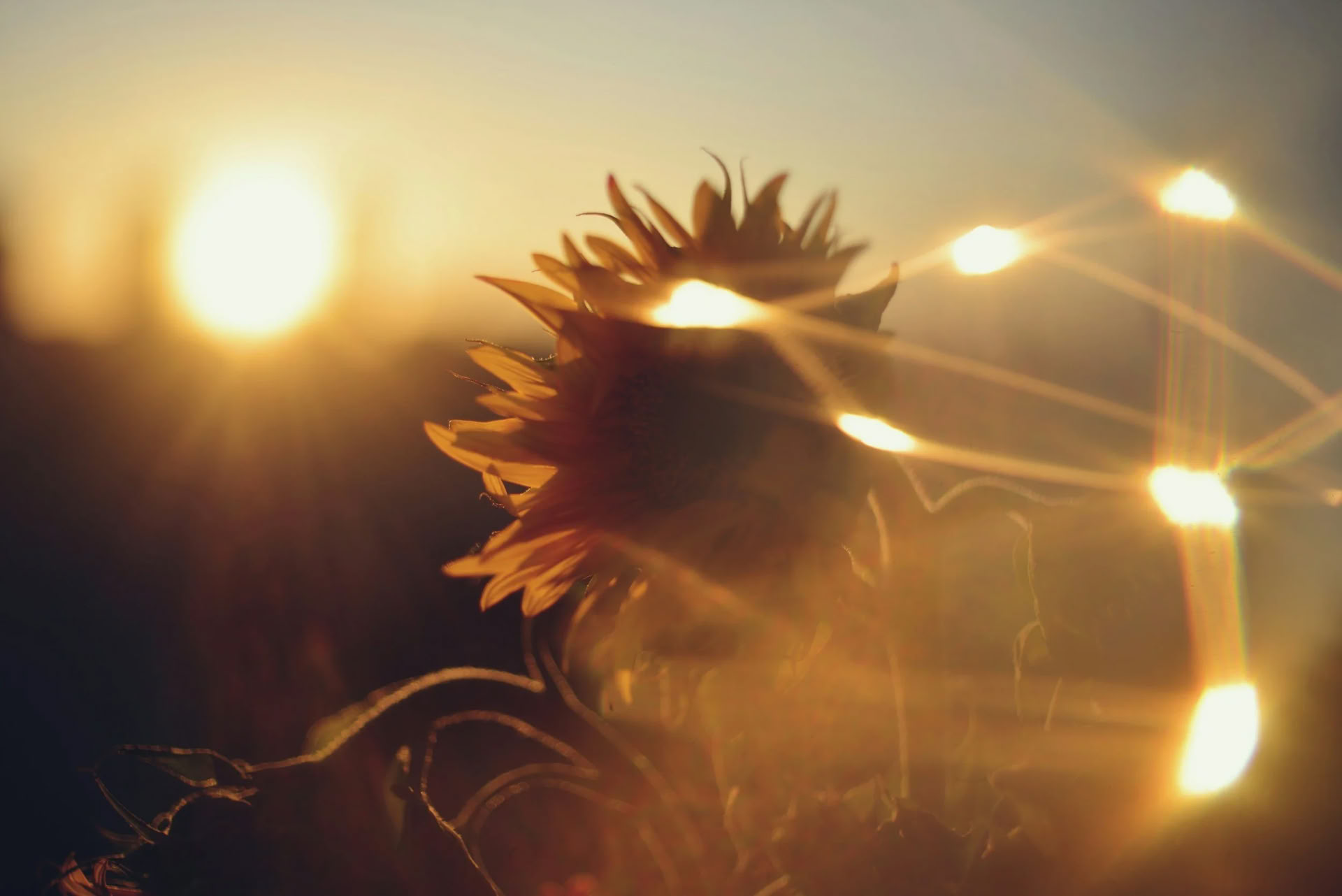 Sistertalk Retiro - SUMMER RADIANCE: Retiro del Elemento FIRE — Wild Nature Retiro