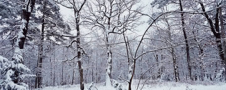 ForREST Retreat: Fin de semana de hibernación invernal — Wild Nature Retreats