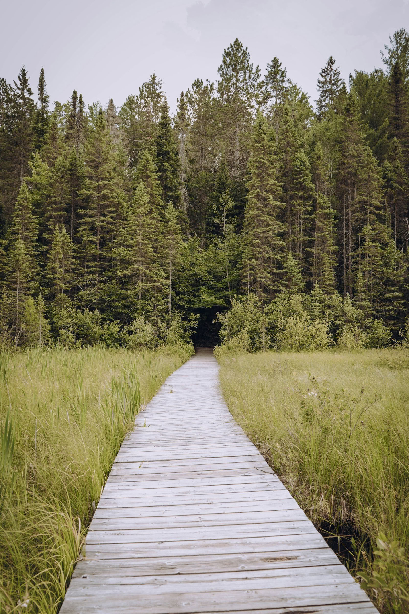 ForREST Retiro: Summer Slowdown — Wild Nature Retiros