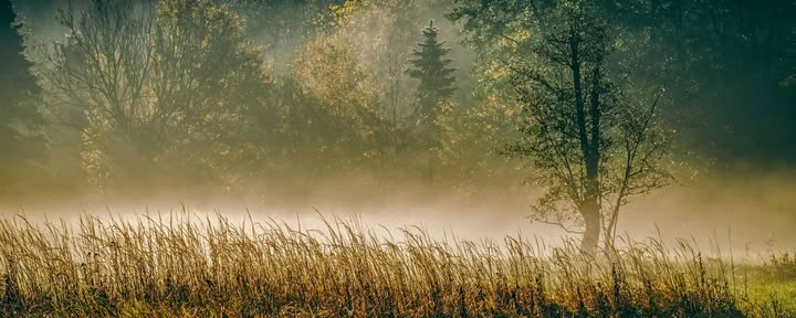 ForREST Retiro: Fin de semana de conexión con la tierra en otoño — Wild Nature Retreats