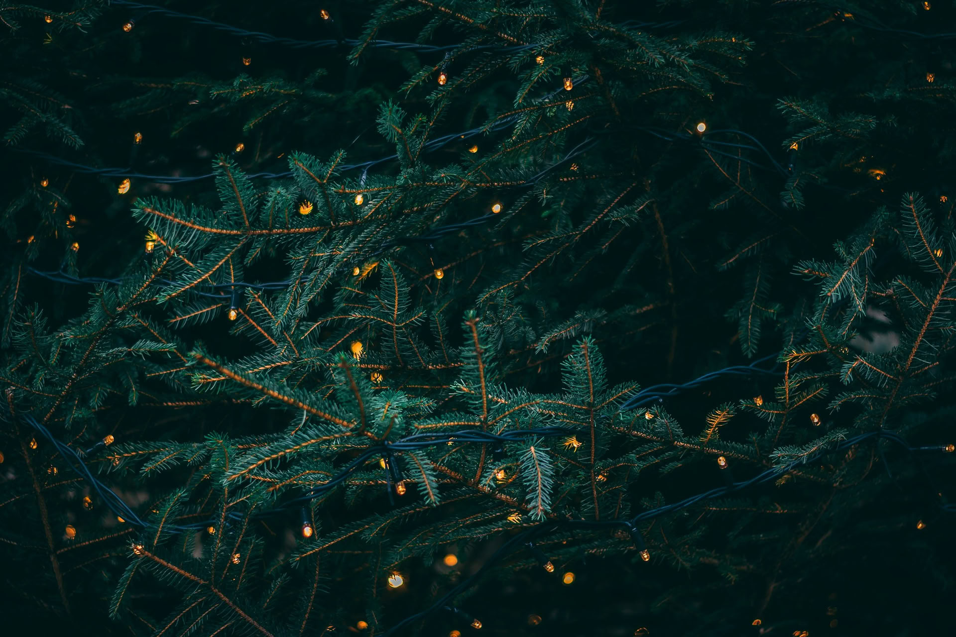 Winter Solstice Retiro - 19-20 de diciembre Hosted By Wild Nature with Erin Moe — Wild Nature Retreats