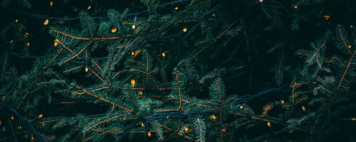 Winter Solstice Retiro - 19-20 de diciembre Hosted By Wild Nature with Erin Moe — Wild Nature Retreats