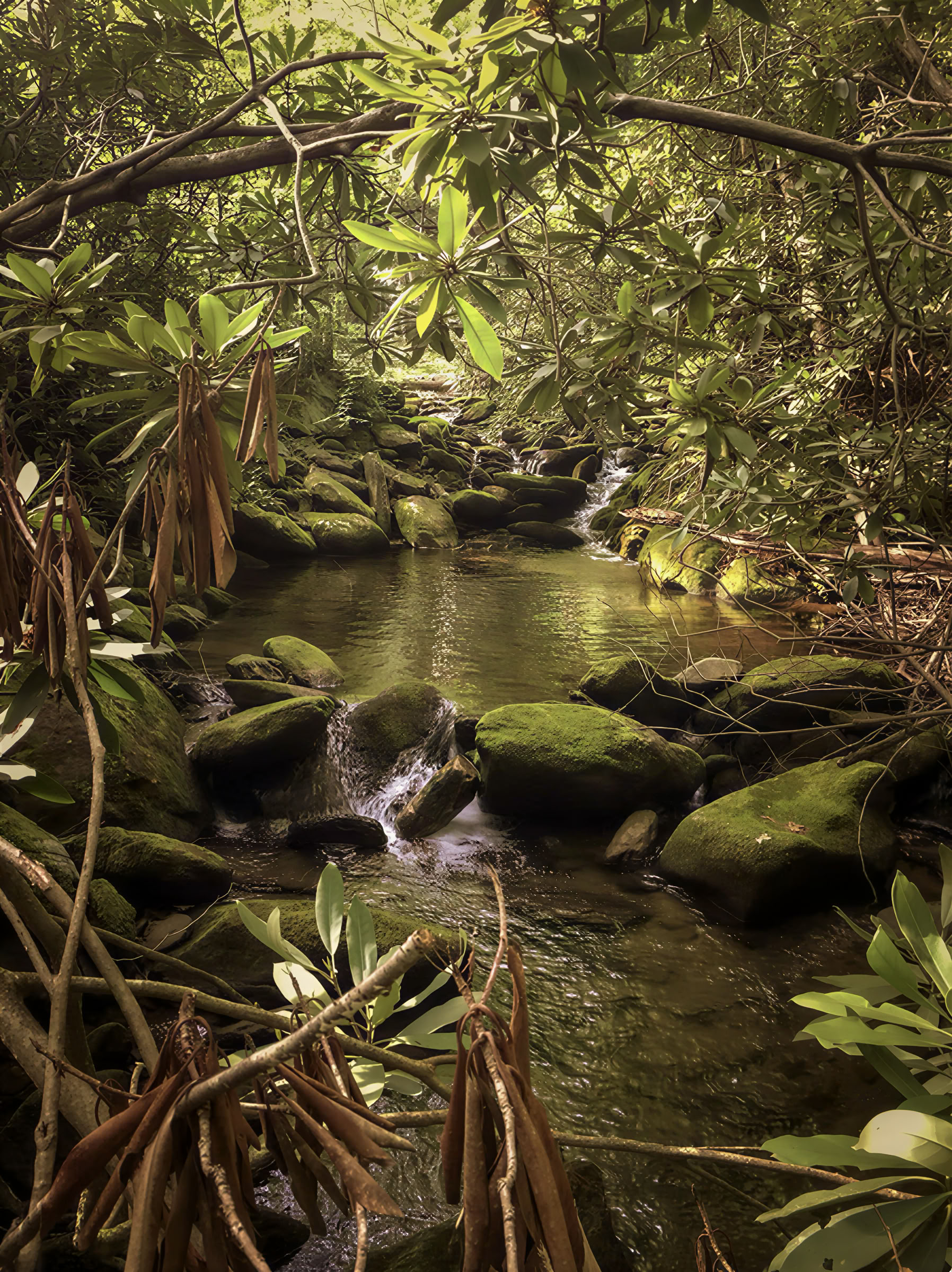 2026 RETIRO DE REWILDING PARA MUJERES