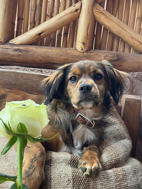 Ceremonia de Ayahuasca