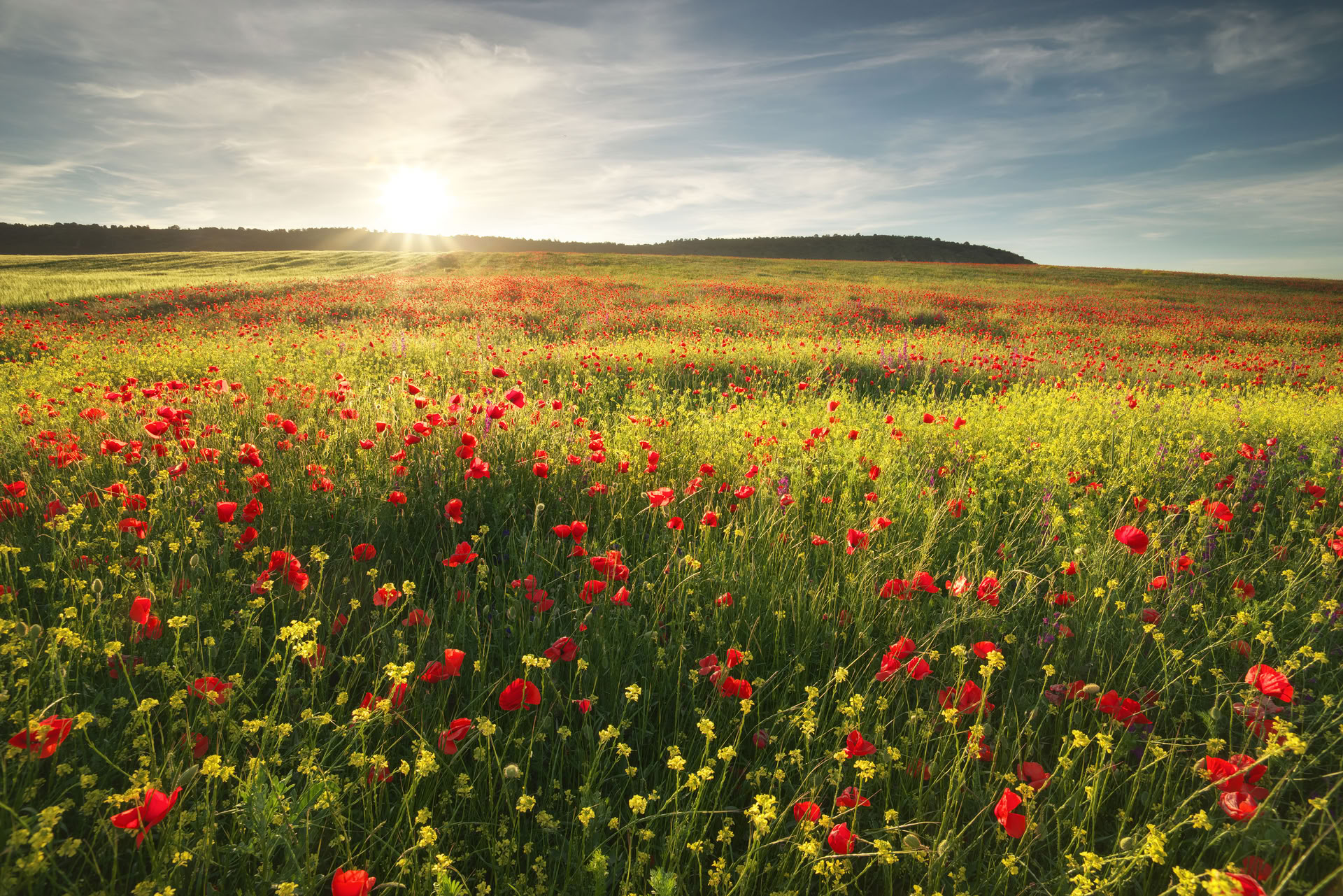 Healthy Heart Reset: Un camino hacia el bienestar