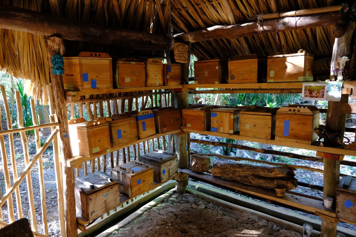 Coba y Encuentro con un Sanador Maya