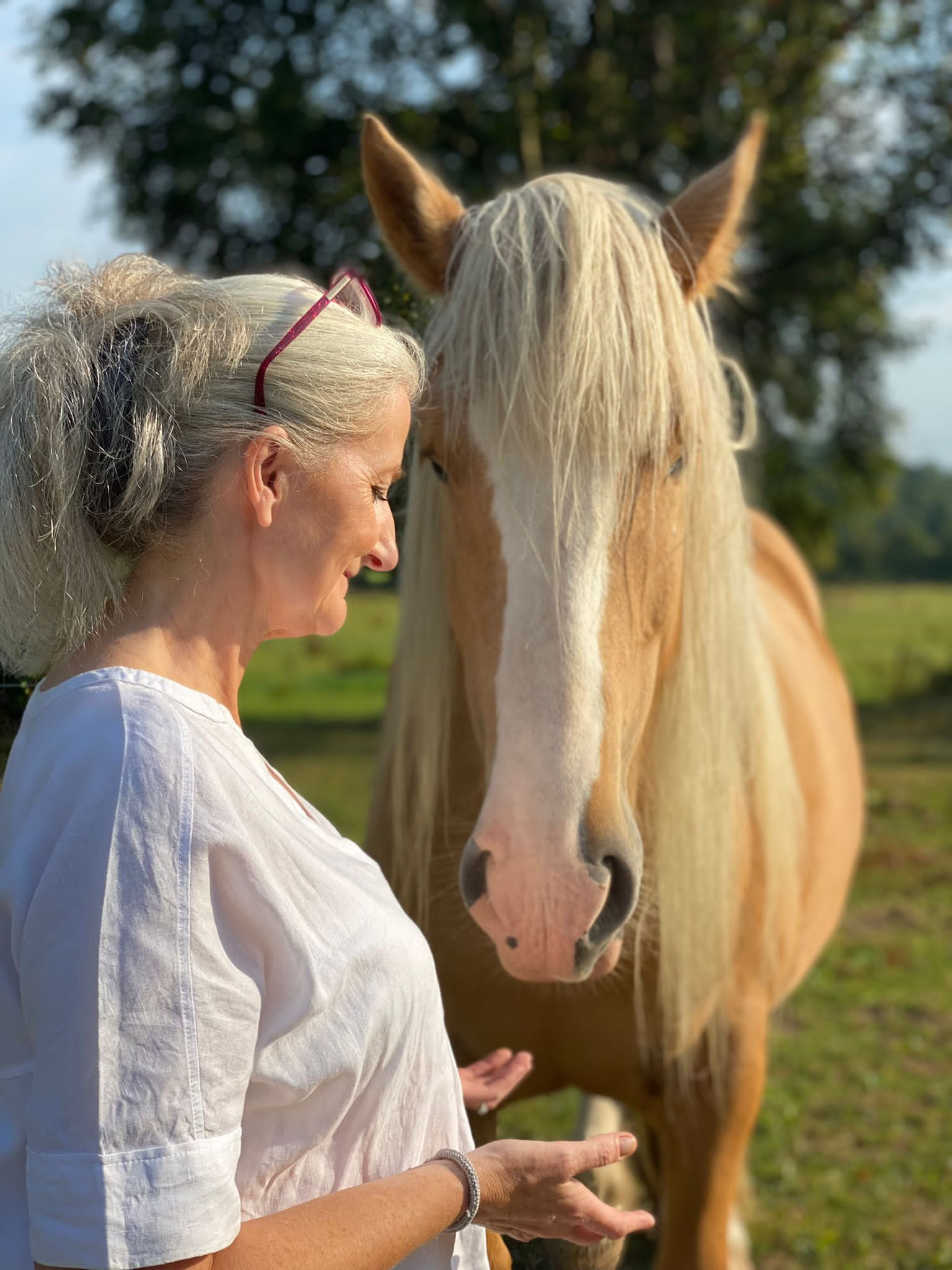 Adentrándose en la asociación con los caballos