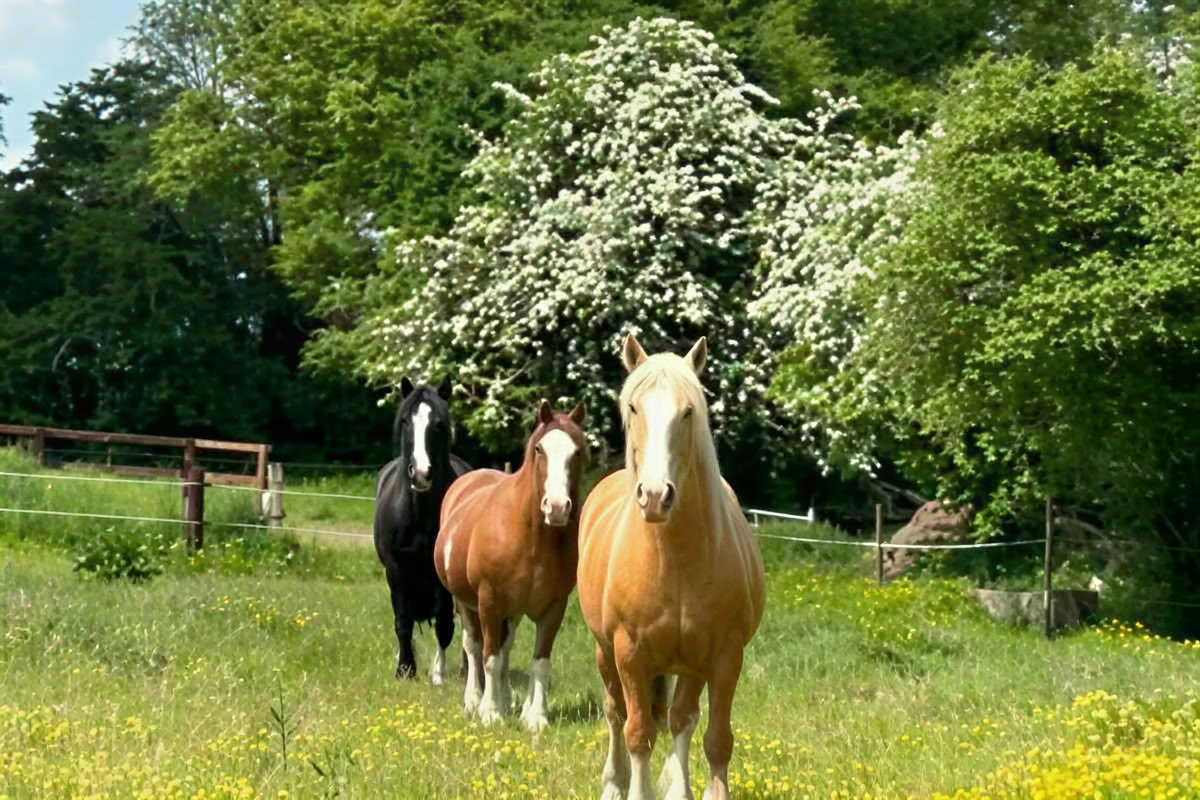 Adentrándose en la asociación con los caballos
