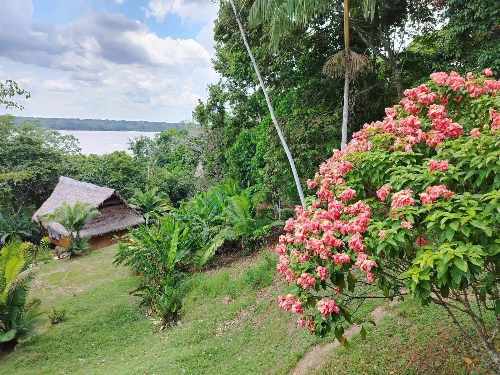 5 días de retiro de ayahuasca y san pedro