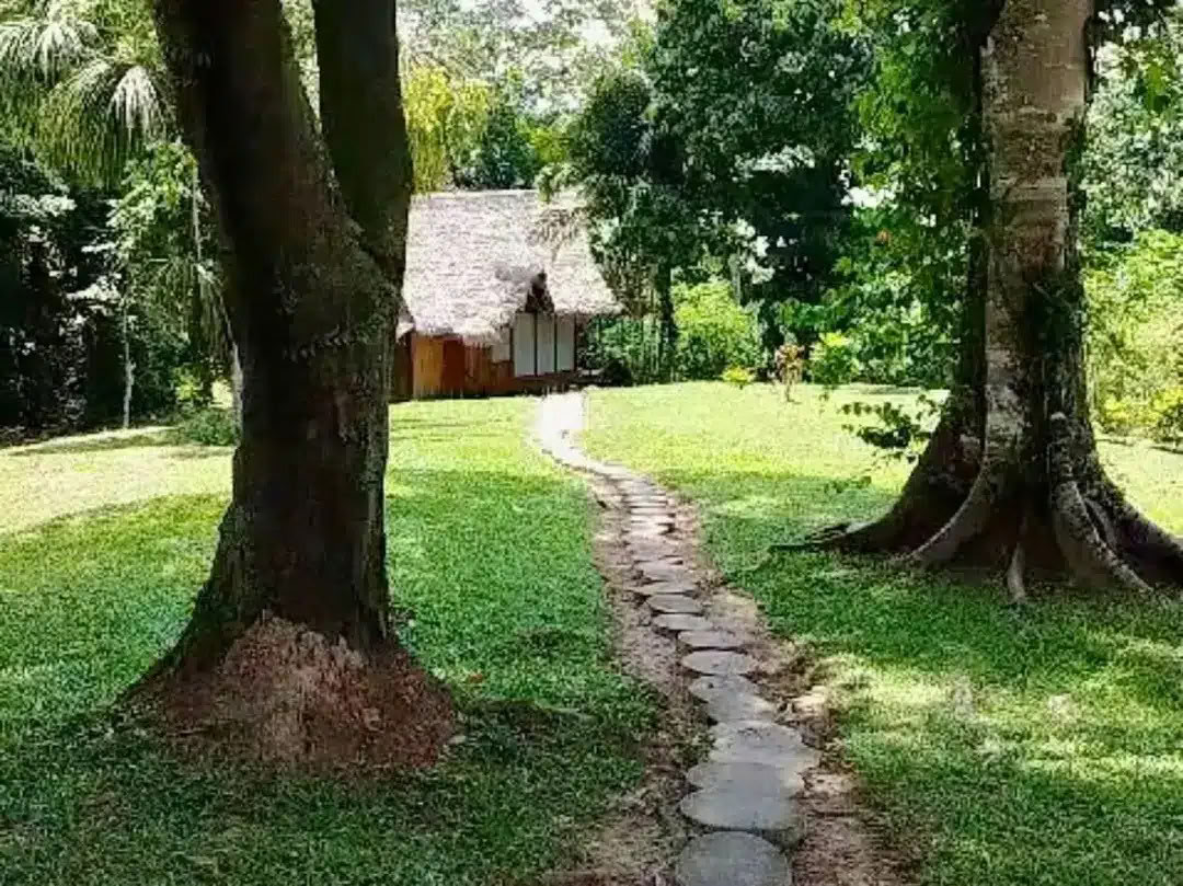 Retiro de 8 días de Ayahuasca y San Pedro