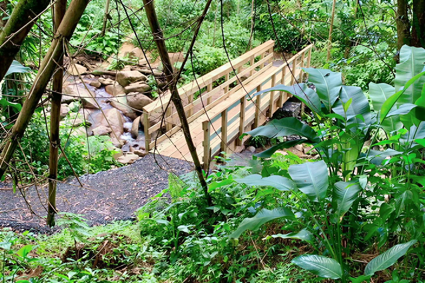 Paseo por la naturaleza en la selva tropical salvaje y escénica hacia la aventura en el río