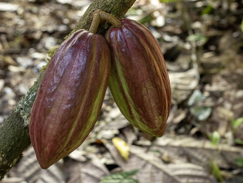 Taller de elaboración de chocolate de la tierra a la barra
